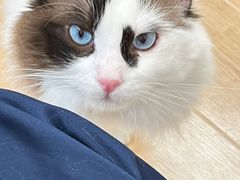 -有喵·猫咖·狗咖·30几只猫10只小狗(岗厦店)