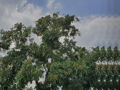 -王借岗森林公园
