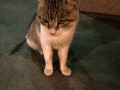 -顺强宠物诊所·狂犬免疫·夜诊·骨科(嘉定店)