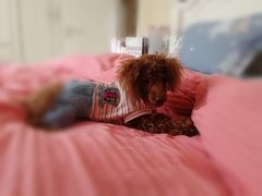 -康乐宝动物医院