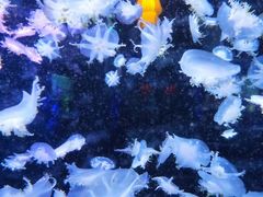 -太平洋海底世界