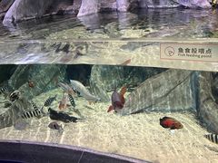 -江和美海洋公园