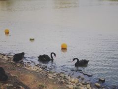 -上海野生动物园