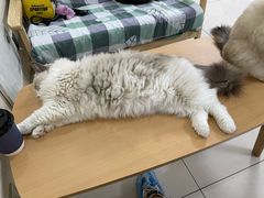 -鼓捣猫呢主题猫咖店