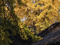 -成都市文殊院