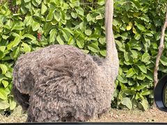 -广州长隆野生动物世界