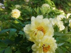 -洛阳市隋唐城遗址植物园