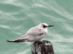 -中央格兰德岛温泉度假酒店 - 全包