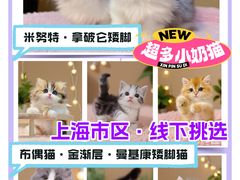 -麒麟缅因猫舍·十五年缅因猫选购中心