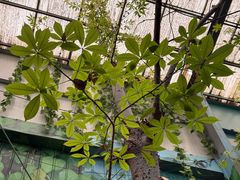 -呀路古热带植物园