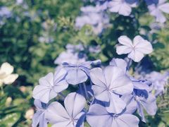 -The Flowers Coffee(南山店)