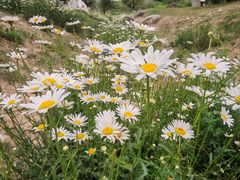 -汉长安城未央宫国家考古遗址公园