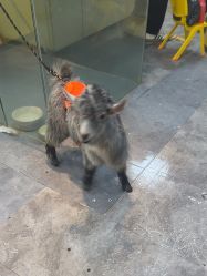 -神奇动物撸宠馆·羊驼·小浣熊·异宠(豫园店)