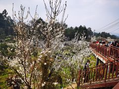 -樱桃山旅游景区