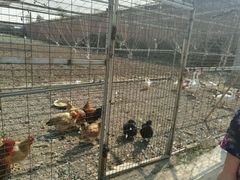 -万源龙顺度假庄园生态观光园