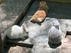 -大鹅岛绿色生态美食园