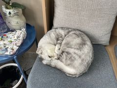 -嘉美宠物医院