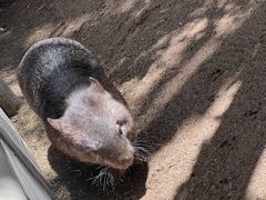 -费瑟代尔野生动物园