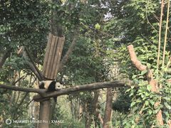 -成都大熊猫繁育研究基地
