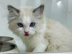 -青奢宠物·青奢猫舍