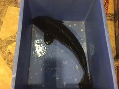 -荣德灶台鱼(圣泉寺店)