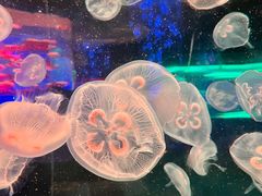 -杭州野生动物世界