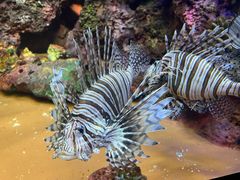 -上海海洋水族馆