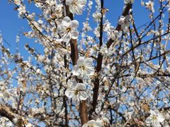 -广州市流溪河国家森林公园