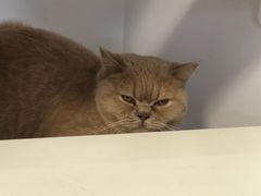 -团子家猫咪猫咖馆·柯基·柯尔鸭