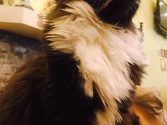 -猫色咖啡·猫咖