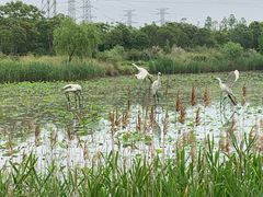 -上海长兴岛郊野公园