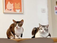 -有喵·猫咖·狗咖·30几只猫10只小狗(岗厦店)