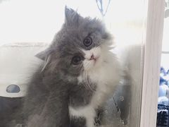 -1013 PET SHOP精品宠物商店(丁香店)