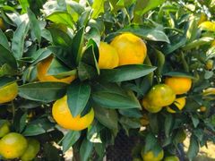 -前小桔亲子创意农场·草莓采摘·露营烧烤