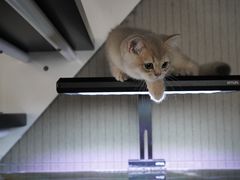 -东方名猫馆·英短金渐层布偶猫舍(环线广场1号楼店)