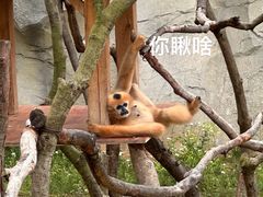 -杭州野生动物世界