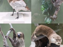 -国家自然博物馆