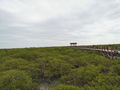 -北海金海湾红树林生态旅游区