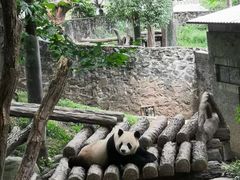 -都江堰中华大熊猫苑
