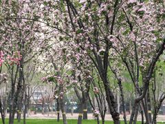 -莲花池公园