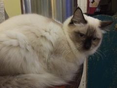 -猫色咖啡·猫咖