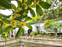-上海醉白池公园