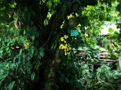 -华南国家植物园-售票处