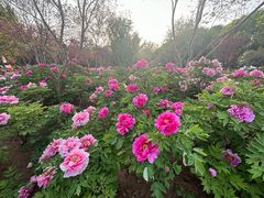 -洛阳市隋唐城遗址植物园