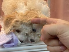 -翊宠yipet猫狗购宠庄园犬舍•猫舍