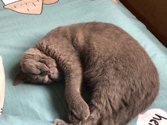 -喵zoo家庭繁育猫舍(尖东智能花园店)