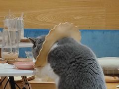 -滚猫咖啡·猫咖·猫友好撸猫(未来城店)