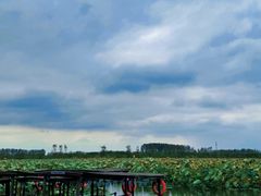 -池杉湖湿地公园