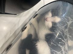 -艾吉宠物医院·疑难杂症转诊中心·猫友好(碧江路院)