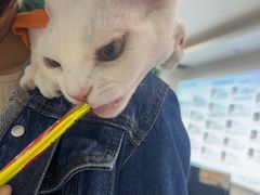 -北京观赏动物医院·24小时大型综合·猫专科·异宠专科